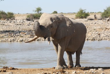 Elefant in der Etosha-Pfanne in Namibia, © ©Bayerisches Pilgerbüro