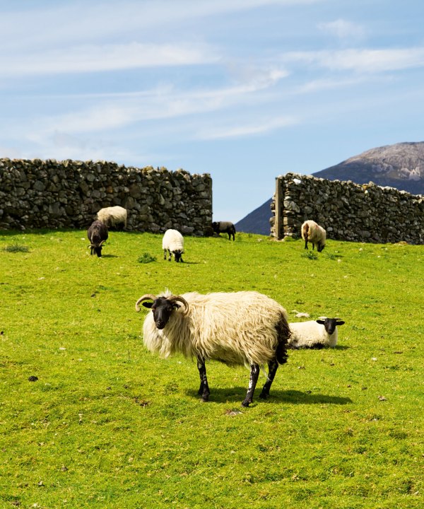 Irland – Land der Schafe, © istockphoto.com - mustang79