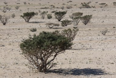 Weihrauchbusch in der Wüste, Oman, © Pixabay FG falco