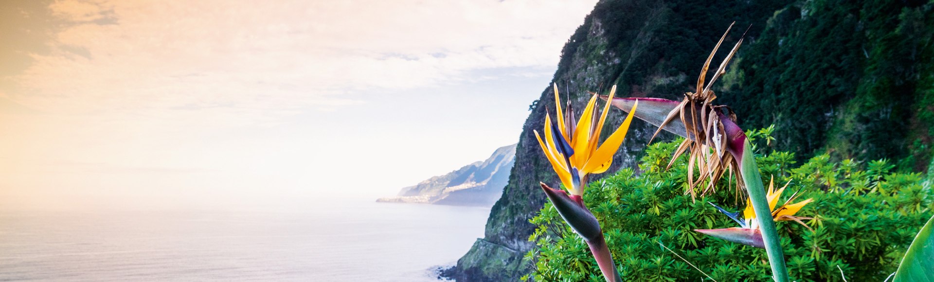Blühende Paradiesvogelblume auf Madeira, Portugal, © istockphoto.com©Jacek Sopotnicki