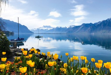Genfer See, im Vordergund blühende Tulpen, © Bayerisches Pilgerbüro
