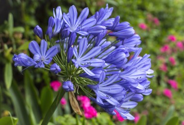 Schmucklilie (Agapanthus), © CeHa – stock.adobe.com