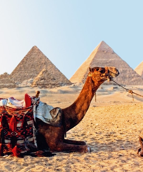 Kamel in der Wüste, im Hintergund die Pyramiden von Gizeh, Ägypten, © istockphoto.com - Vasiliki Varvaki