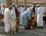 Bauernmarkt in Nizwa mit Ziegenverkäufern, Oman, © Bayerisches Pilgerbüro