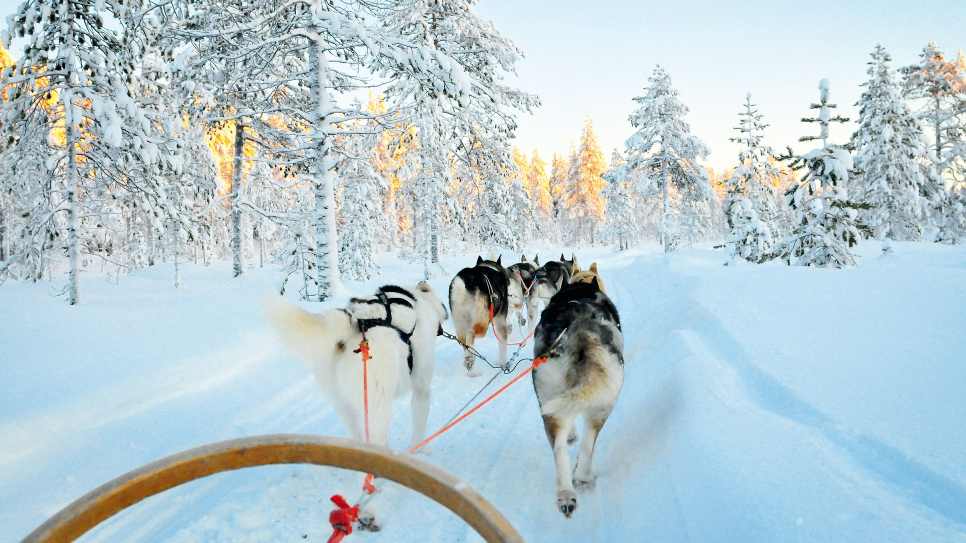 Huskyschlitten in märchenhafter Winterlandschaft in Lappland, Finnland , © belostmi - stock.adobe.com