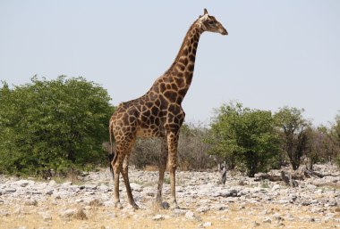 Giraffe in Etosha-Pfanne in Namibia, © ©Bayerisches Pilgerbüro