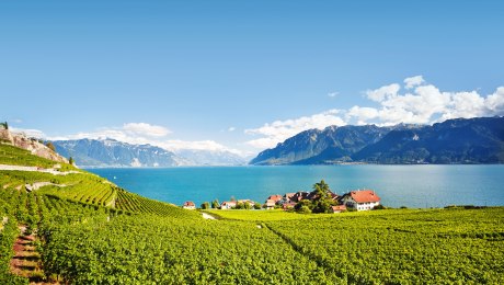 Weingut am Ufer des Genfer Sees, Schweiz, © Istockphoto.com©antares71
