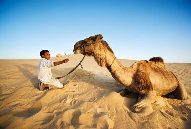 Kamel in der Sahara , © istockphoto.com©Bartosz Hadyniak