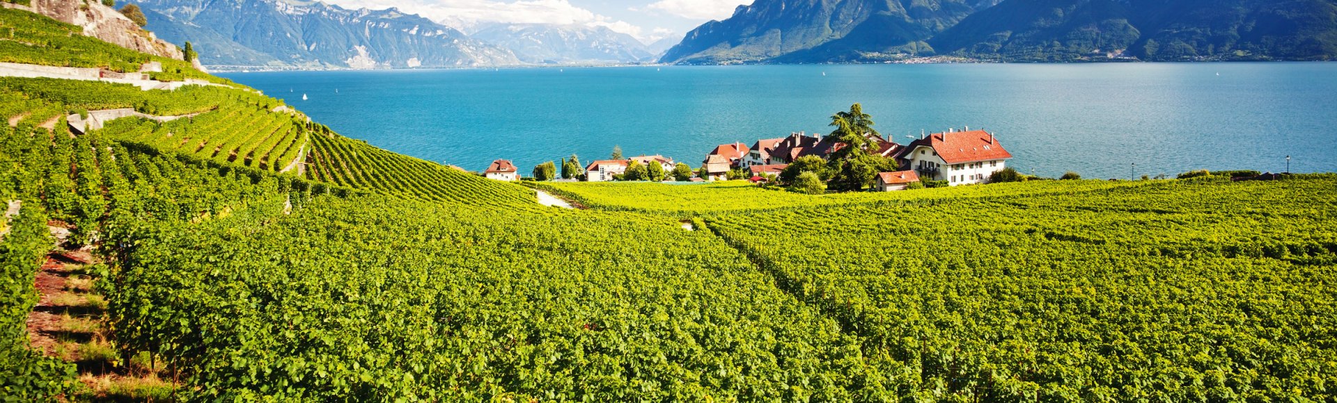 Weingut am Ufer des Genfer Sees, Schweiz, © Istockphoto.com©antares71