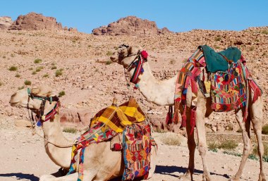 Kamele in Petra, © Bayerisches Pilgerbüro
