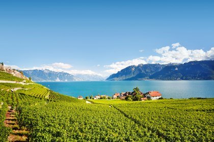 Weingut am Ufer des Genfer Sees, Schweiz, © Istockphoto.com©antares71