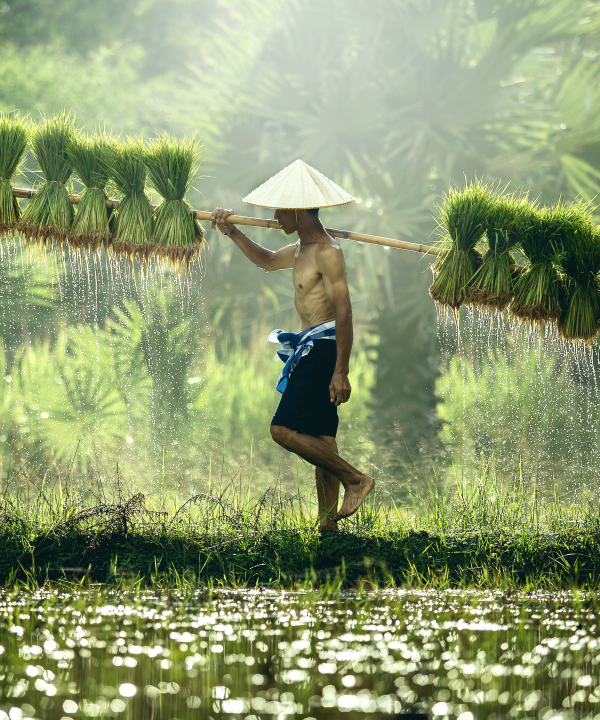Reisanbau in Vietnam. Der Reis wird mit Wasser und Schlamm durchnässt, um auf die Aussaat vorbereitet zu sein., © attong2530 - stock.adobe.com