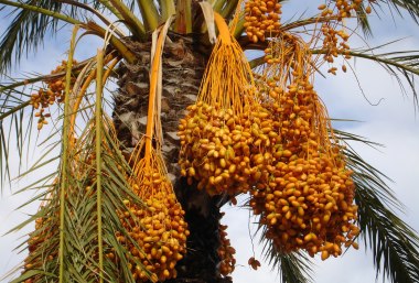 Früchte der Dattelpalme, Oman, © Pixabay FG Simon