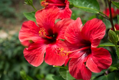 blühender Hibiskus, © thayra83 - stock.adobe.com