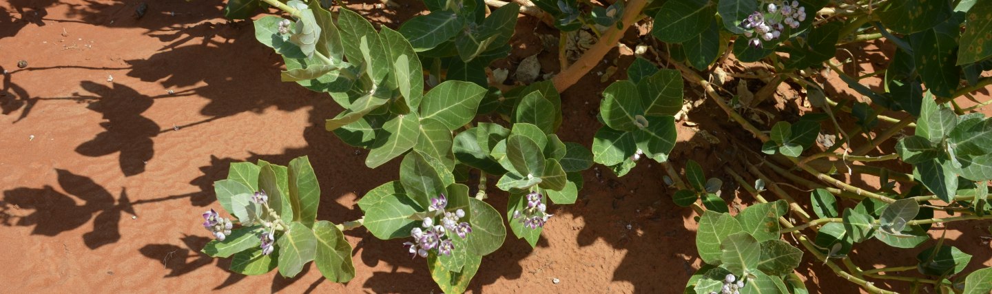 Weihrauchbusch in der Wüste, Oman, © Judith Lang